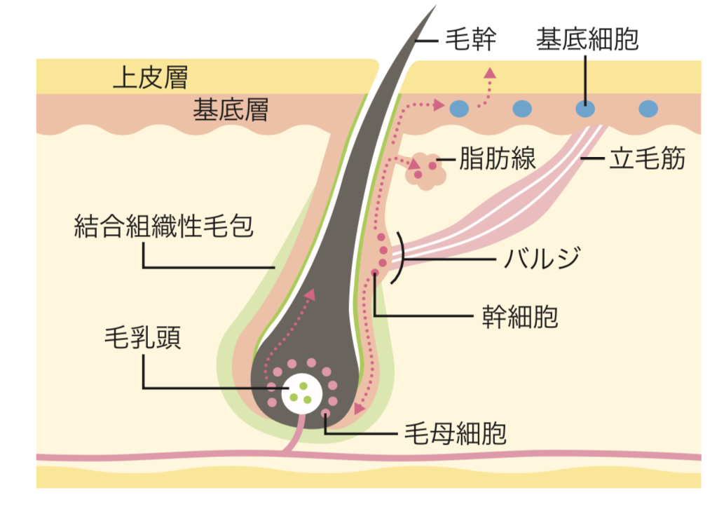 育毛トリートメント効果